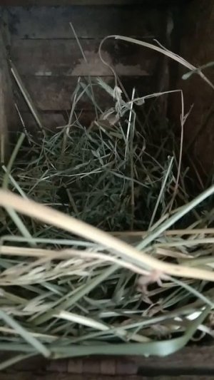 Ещё будут крольчата!
