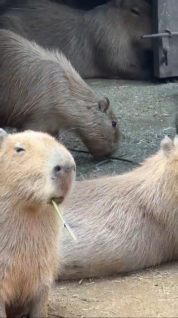 Кунг-фу капибара 😁😁
