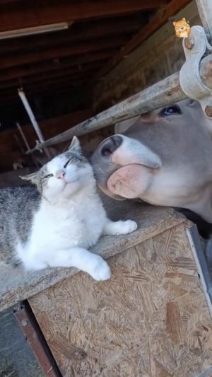 Кот Матроскин, пёс Шарик и корова Мурка!😻Веселые котики. Невероятные трюки! #кот #трюк #смех #short