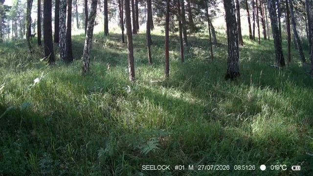 Лесные ясли: в Шушенском бору подрастают косулята