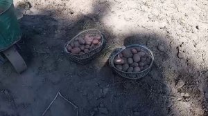 КАРТОШКА НАРОДИЛАСЬ С ГОЛОВУ! Собираю урожай.