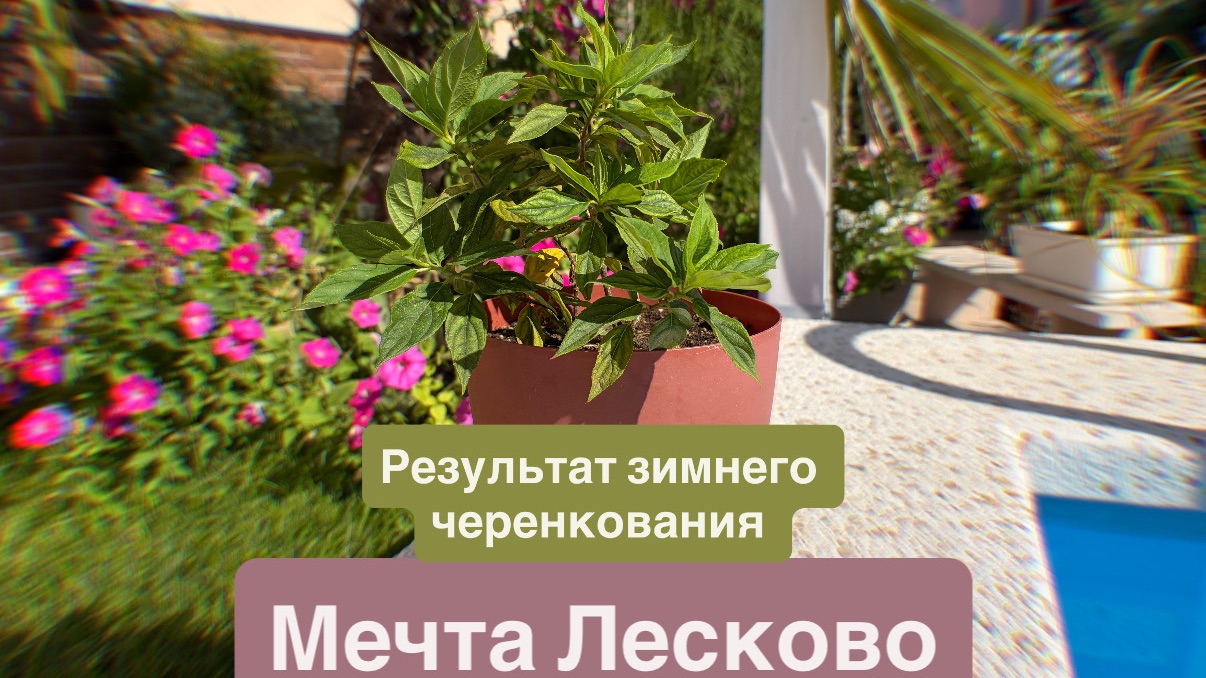 Мечта Лесково- результат зимнего черенкования этой метельчатой гортензии новинки прошлого сезона