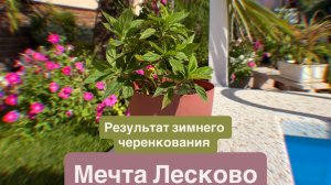 Мечта Лесково- результат зимнего черенкования этой метельчатой гортензии новинки прошлого сезона