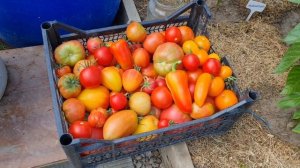 Не потопаешь,не полопаешь!Урожай томатов.🍅Средство от муравьёв,помогло или нет.Обзор цветов.🌺Ужин.