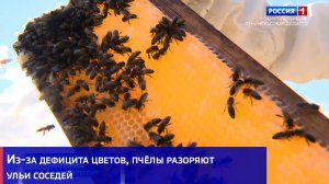 Из-за дефицита цветов, пчёлы разоряют ульи соседей