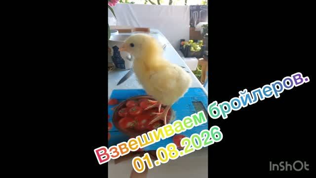 Взвешиваем бройлеров 5 сутки!