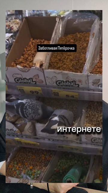 Собчак амбассадор Пятерочки