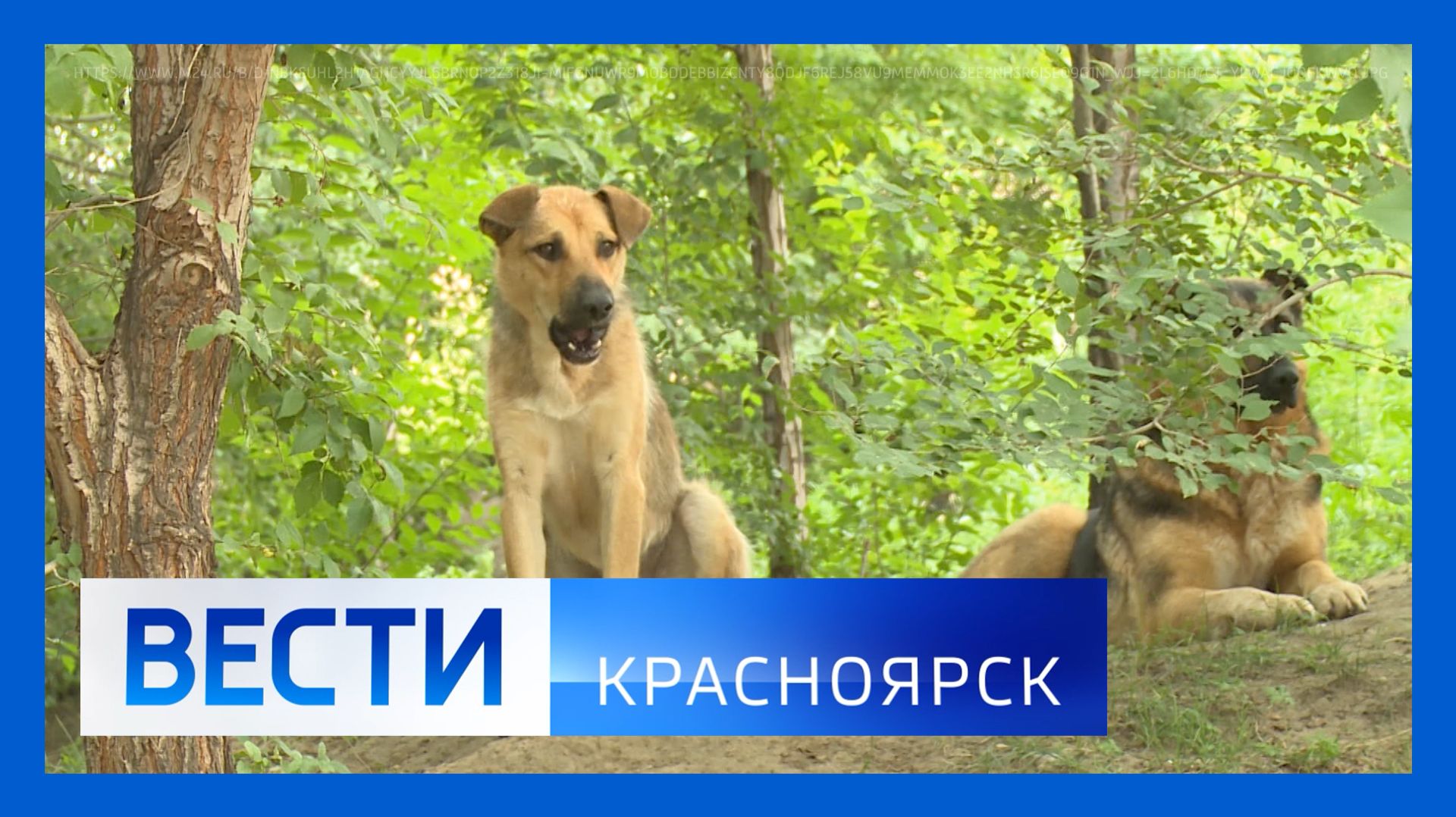 Вести. Красноярск от 28.07.2026