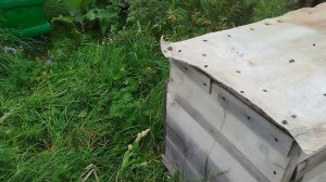 Обсушка рамок без воровства.
