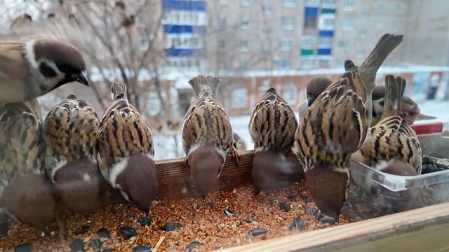 Воробьи в кормушке на окне зимой