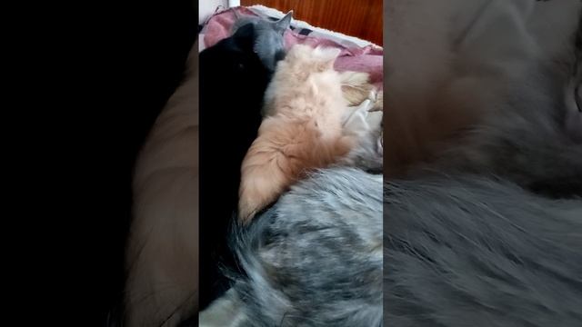 Собрались кошки  все вместе.