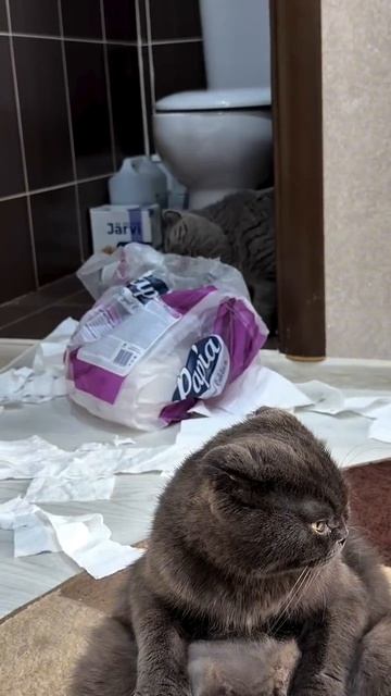 Задержана преступная группировка 🐾😁😁