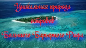 Дикая природа островов Большого Барьерного Рифа