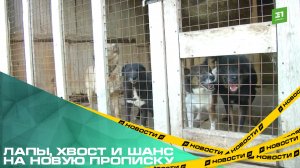 Лапы, хвост и шанс на новую прописку. Как в Челябинске помогают бездомным животным?