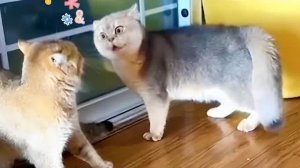 Кошачье ядро