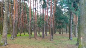 Бобачёвская роща в Твери. Второй эпизод. Окончание субботника. Белки. Ручей Хлебный