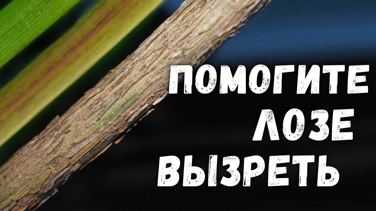 Помогите лозе вызреть! (08.08.2022) Видеоблог Давида Алверцяна
