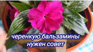 Черенкую бальзамины, Уоллера и новогвинейский, очень нужен ваш совет