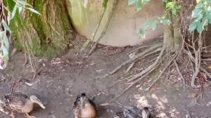 Домашние утки и подсадные утки