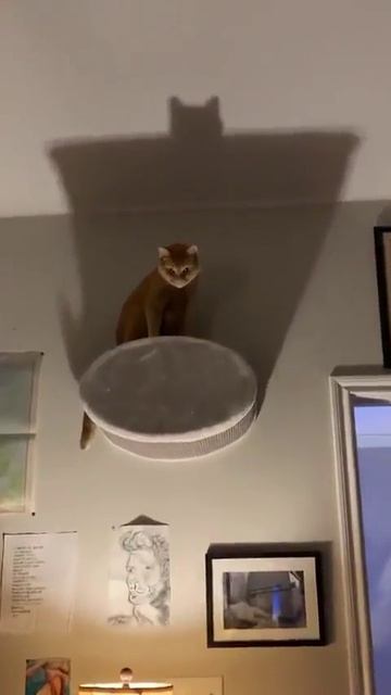 Я — ужас, летящий на крыльях ночи!