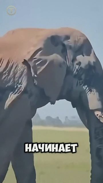 🐘 Почему СЛОН в брачный период опасен для всех? Что такое Муст? 😡