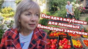 Маленький огородик, а урожай — как с поля! Готовимся к новому сезону Клубника по новому