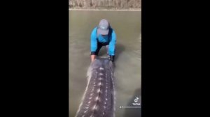 Реальные фото мифических и просто непонятных существ.