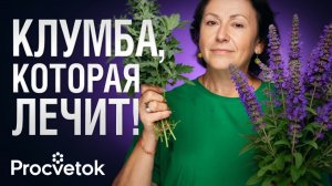 ЦВЕТНИК ИЗ ПРЯНЫХ ТРАВ. Что посадить для красоты и здоровья?