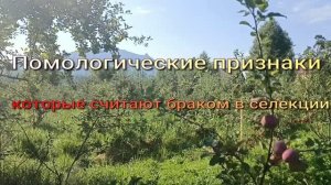 Критерии в селекции яблок