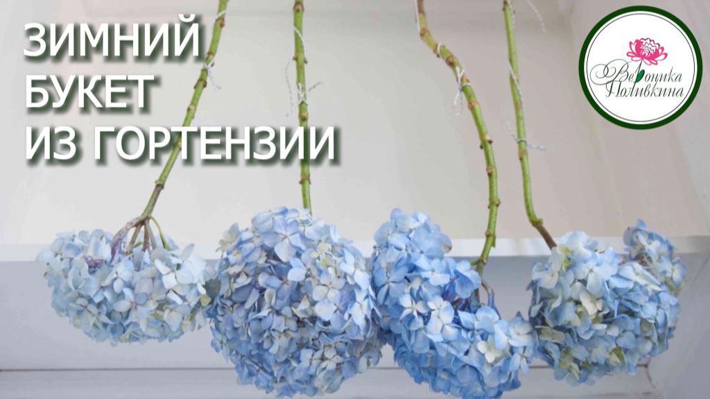 Гортензия для зимних букетов