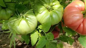 Томаты 🍅 Персики и крем, МИНУСИНСКИЙ ЯБЛОЧНЫЙ.
