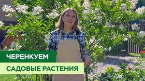 Черенкуем садовые цветы