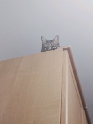 утрений стрим