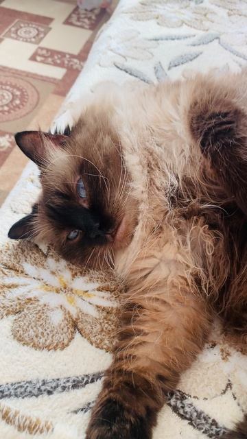 Ангелочек урчит для вас💕