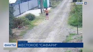 Соседи рассказали о живодере, расстрелявшем кота из пневматики в Краснодаре