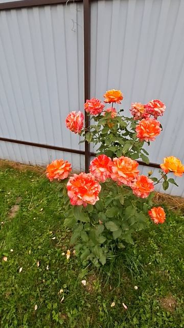 Роза Марвел🌹👍
