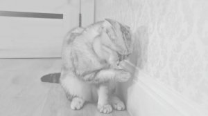 чистоплотность