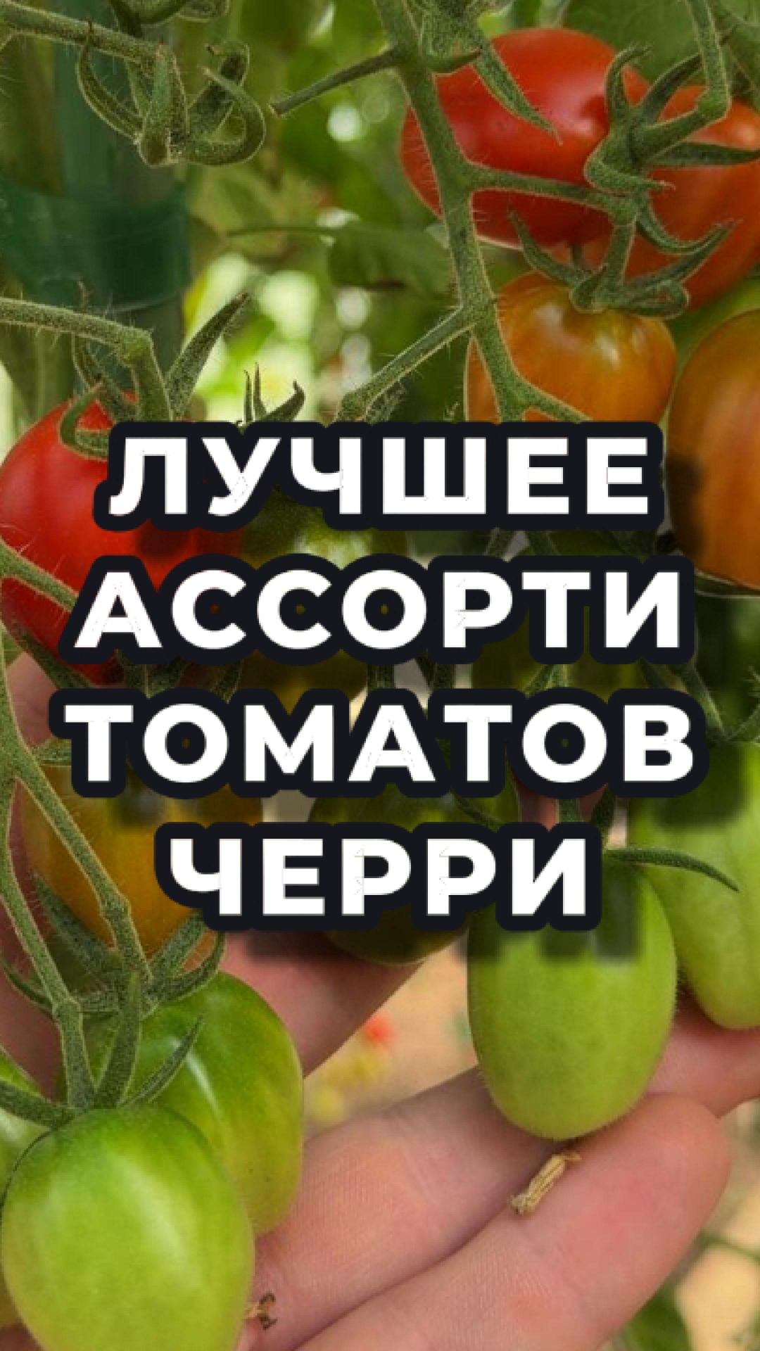 🍅 Наш топ-3 черри этого сезона!