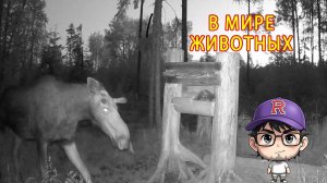 Когда природа говорит тише слов: лось, солонец и ночная симфония