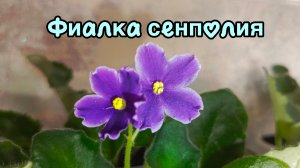 Первое цветение💜Фиалка сенполия