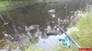 Разловил Micro Tappy(Jackall)🎣🐊✌🏻