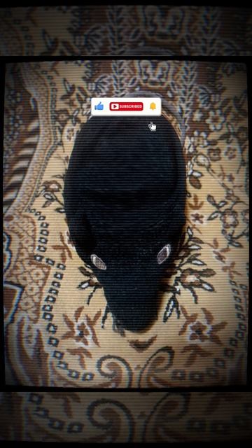 нягр