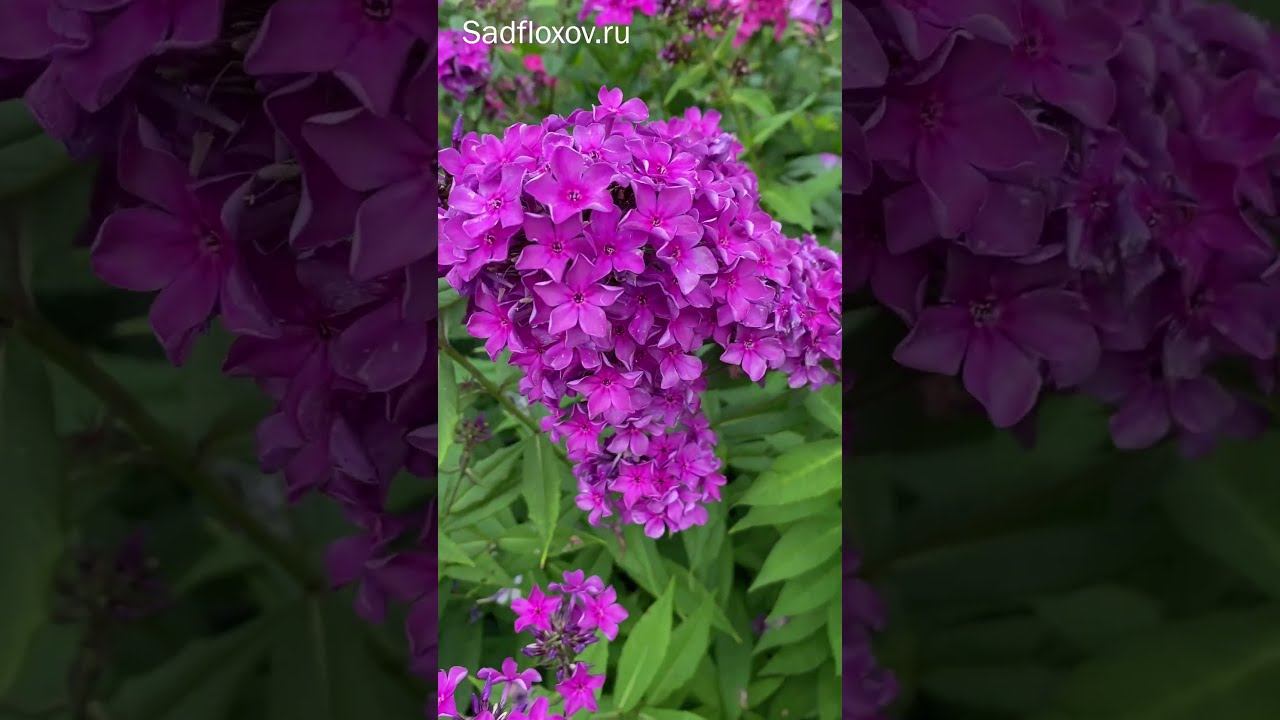 Мой новый флокс Таинственный Лес