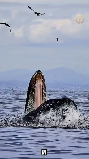 🐋 Почему у китов нет зубов? Секрет самого большого животного! 🌊