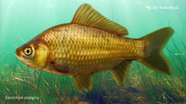 Карповые, Циприниды. Семейство Cyprinidae. Отряд Карпообразные — Cypriniformes. Класс Лучепёрые рыбы
