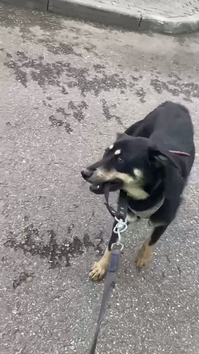 - Не надо! - Надо! ❥ Приют в Малинках