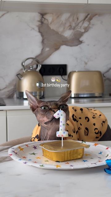 Тайсон, отмечает свой первый день рождения 🥳