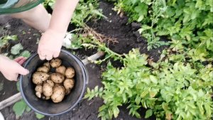 Накопали картошки и собрали урожай 16 августа выросли молодые огурчики!