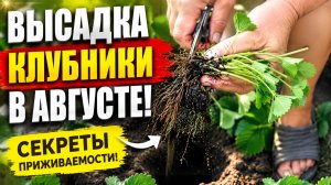 Высадка клубники. Подготовка участка и высадка клубники!