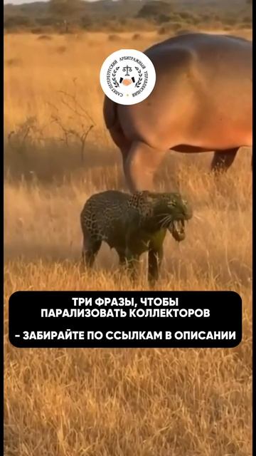 Многие думают, что с коллекторами нельзя «спорить» — мол, лучше не злить